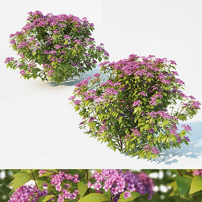 Scatter-Ready Spirea Japonica 3D model image 1