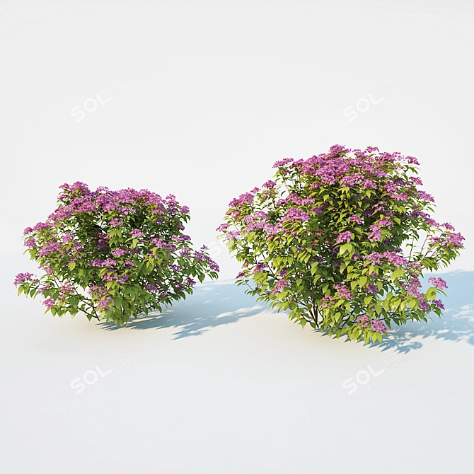 Scatter-Ready Spirea Japonica 3D model image 3