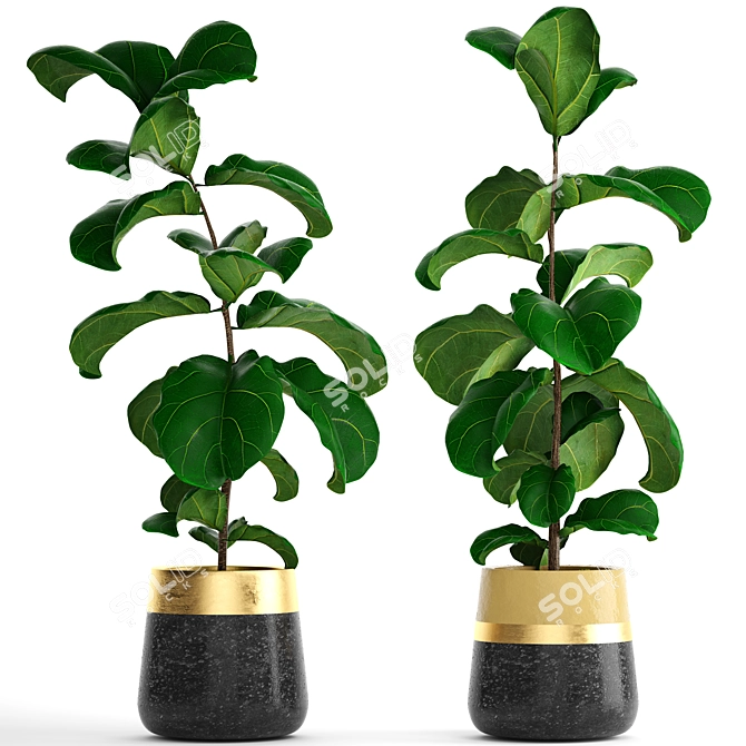 Ficus Lyrata Collection: 107 Exquisite Plants 3D model image 1