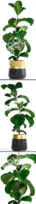 Ficus Lyrata Collection: 107 Exquisite Plants 3D model image 2