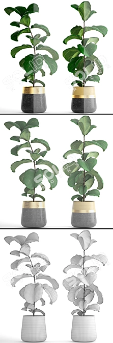 Ficus Lyrata Collection: 107 Exquisite Plants 3D model image 3