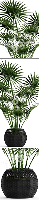 Indoor Fan Palm: Black Basket 3D model image 2