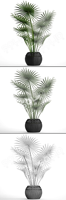 Indoor Fan Palm: Black Basket 3D model image 3