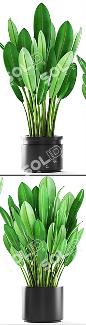 Tropical Potted Plants 3D model image 2