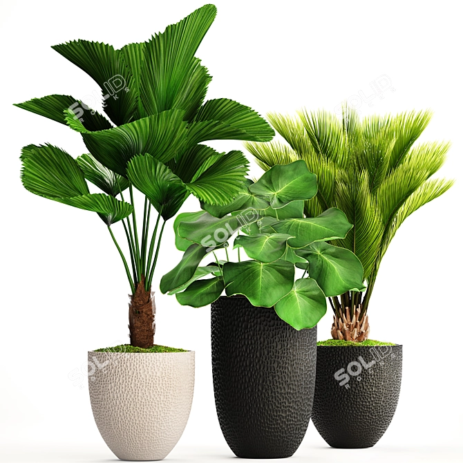 Exotic Plant Collection: Palm & Licuala 3D model image 1