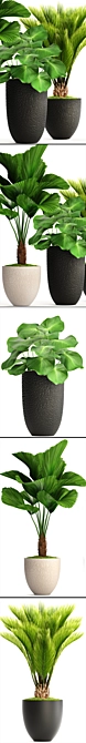 Exotic Plant Collection: Palm & Licuala 3D model image 2