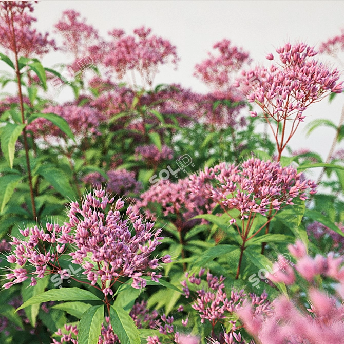 Eupatorium purpureum: Versatile and Stunning 3D model image 2