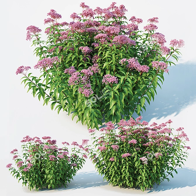 Eupatorium purpureum: Versatile and Stunning 3D model image 3