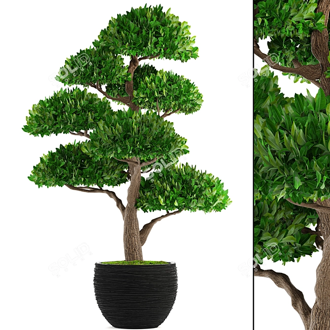Niwaki Topiary Tree 3D model image 1