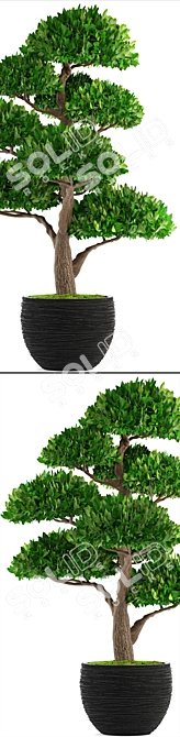 Niwaki Topiary Tree 3D model image 2
