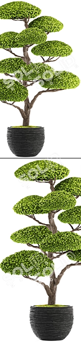 Niwaki Bonsai Tree Sculpture 3D model image 2