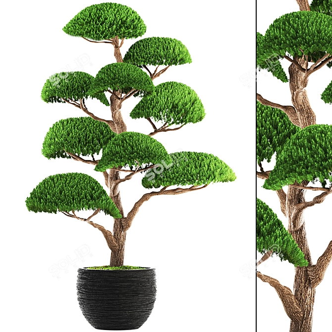 Niwaki Bonsai Cedar 3D model image 1