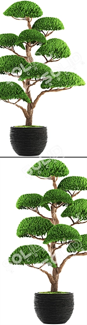 Niwaki Bonsai Cedar 3D model image 2