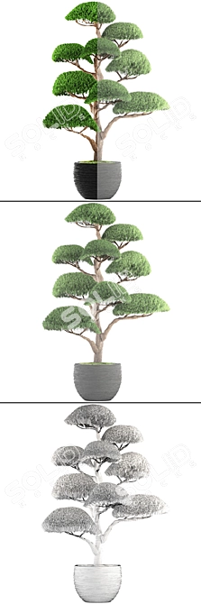 Niwaki Bonsai Cedar 3D model image 3