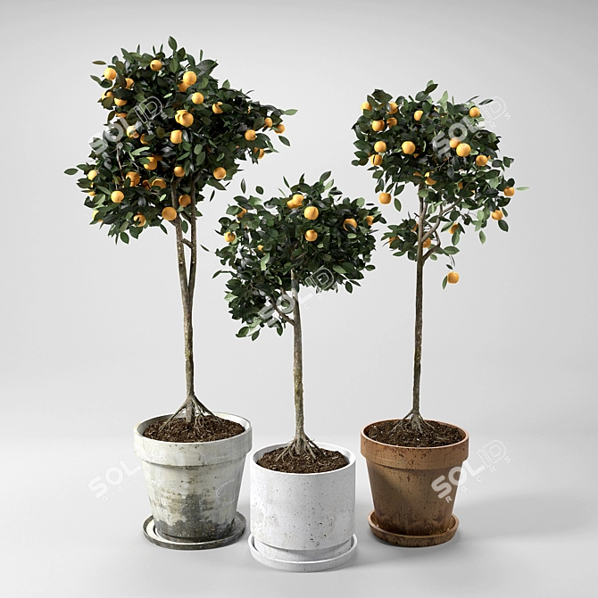 Citrus Grove Potted Set 3D model image 1