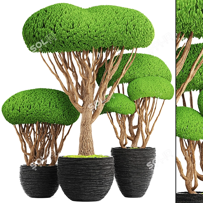 Niwaki Collection: Bonsai & Topiary 3D model image 1