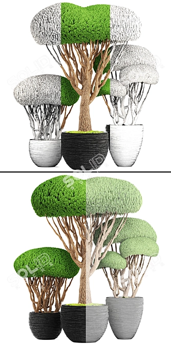 Niwaki Collection: Bonsai & Topiary 3D model image 3