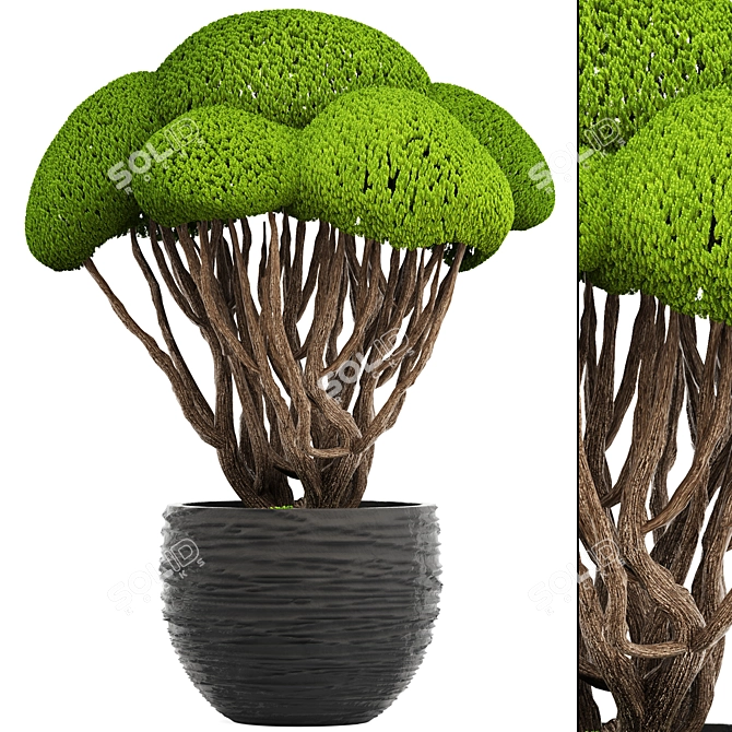 Niwaki Bonsai Cedar Tree 3D model image 1