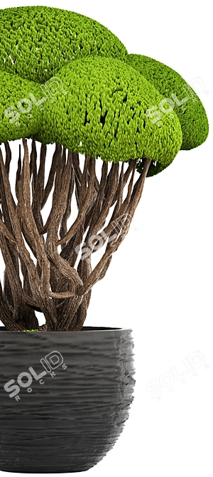 Niwaki Bonsai Cedar Tree 3D model image 2