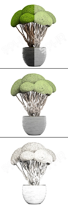 Niwaki Bonsai Cedar Tree 3D model image 3