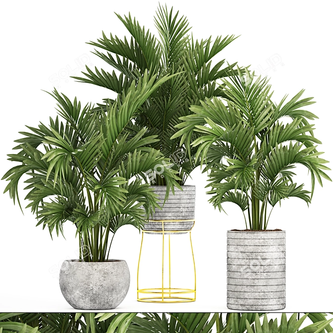 Tropical Palm Collection - Howea 3D model image 1