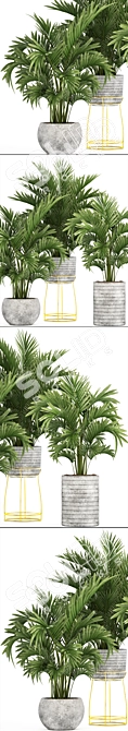 Tropical Palm Collection - Howea 3D model image 2