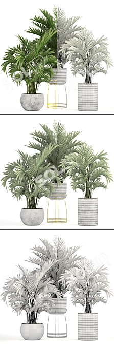 Tropical Palm Collection - Howea 3D model image 3