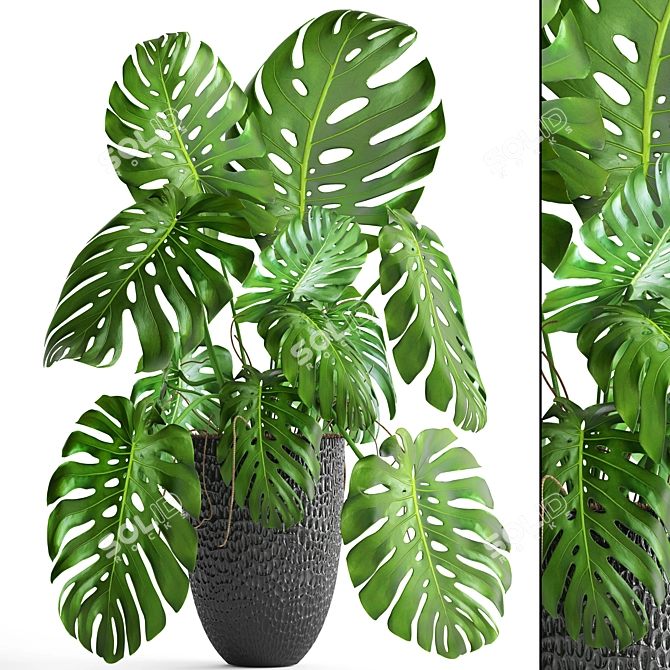 Indoor Monstera in Stylish Black Planter 3D model image 1