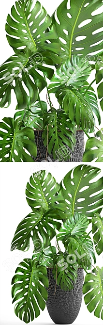 Indoor Monstera in Stylish Black Planter 3D model image 2