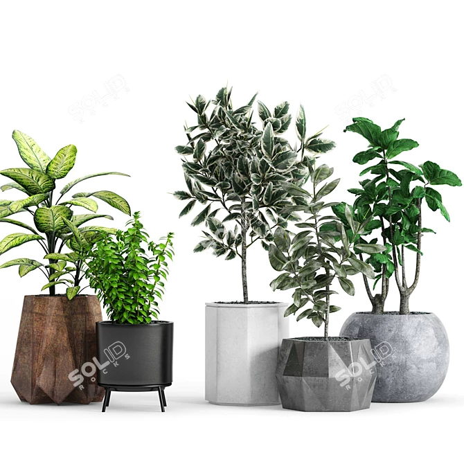 Variety of Plants and Modern Planter 3D model image 1