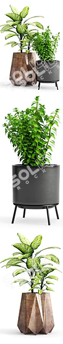 Variety of Plants and Modern Planter 3D model image 2