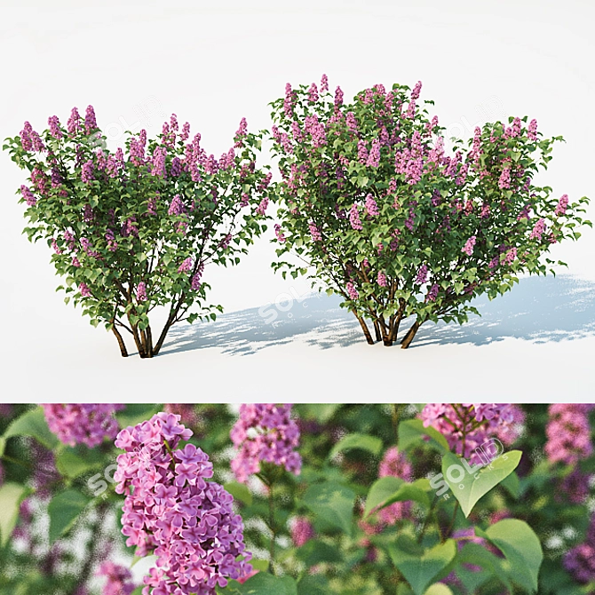 Lilac Delight: 2 Sizes, 3 Colors 3D model image 1