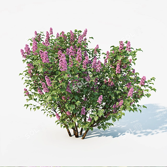 Lilac Delight: 2 Sizes, 3 Colors 3D model image 3