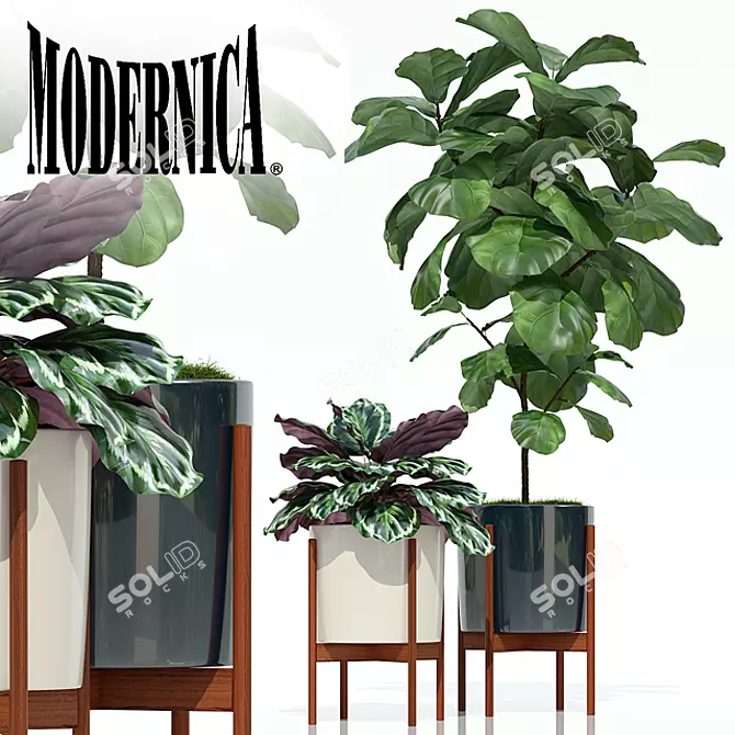 Modernica Pots - Plants Collection 3D model image 1