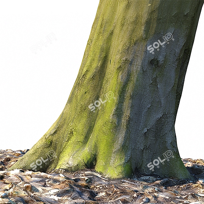 Beech Trunk: Ultra-Detailed Forest Replica 3D model image 2