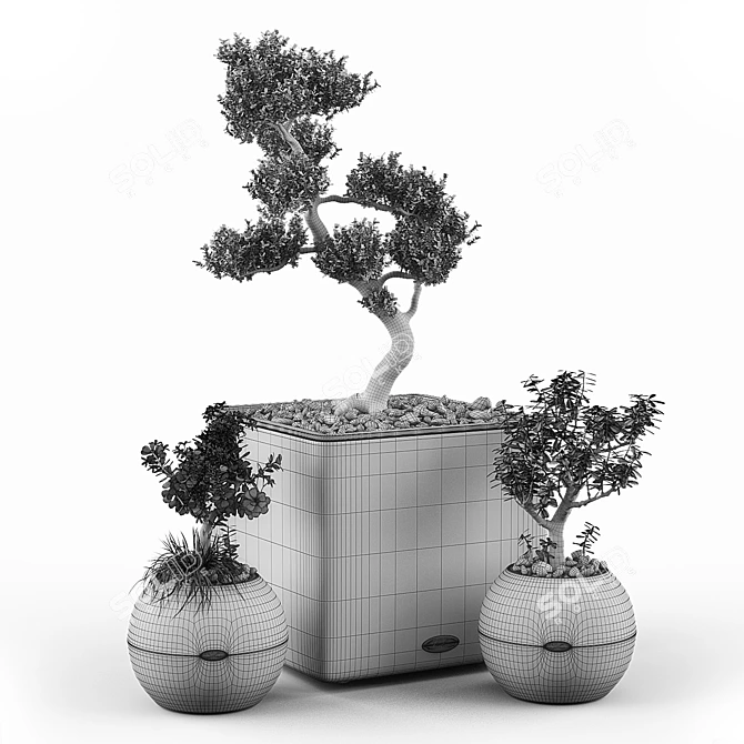 Crassula Money Tree Set 3D model image 2