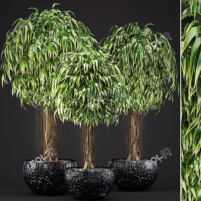 Exquisite Ficus Alii Collection 3D model image 1