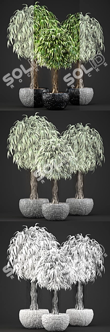 Exquisite Ficus Alii Collection 3D model image 3