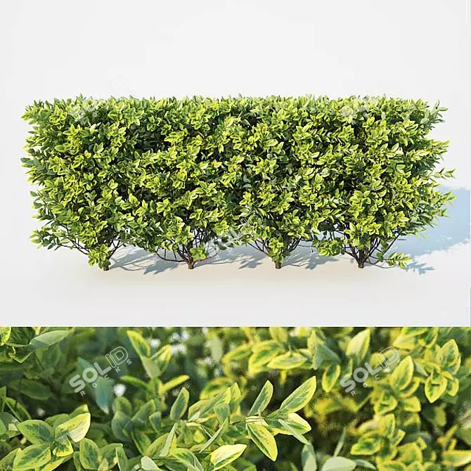 Versatile Ligustrum Hedge - 60cm Height 3D model image 1