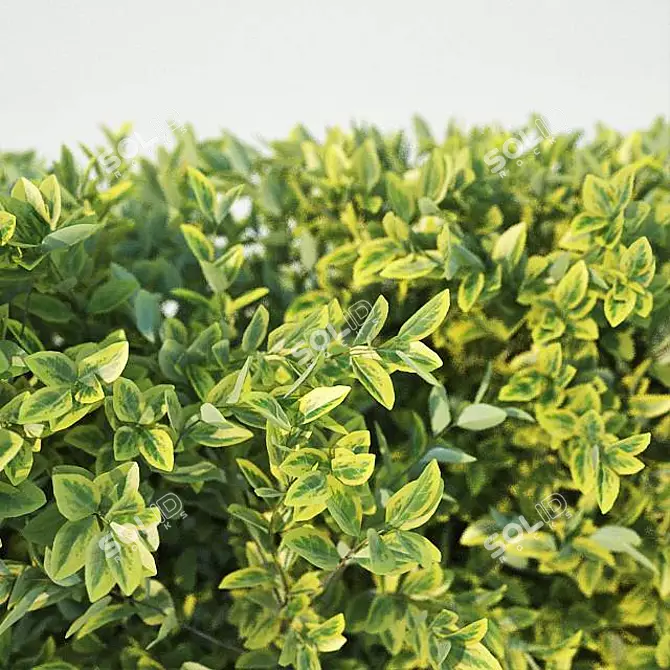 Versatile Ligustrum Hedge - 60cm Height 3D model image 3