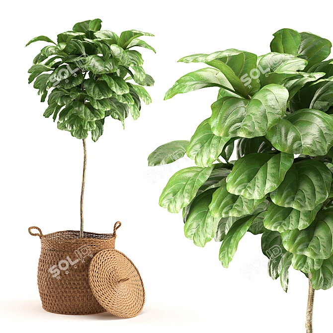 Tropical Elegance: Ficus Lyrata Plant 3D model image 1