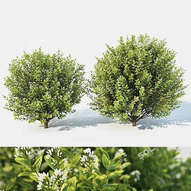 Versatile Ligustrum for Stunning Landscapes 3D model image 1