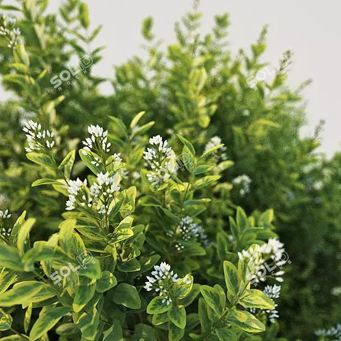 Versatile Ligustrum for Stunning Landscapes 3D model image 2