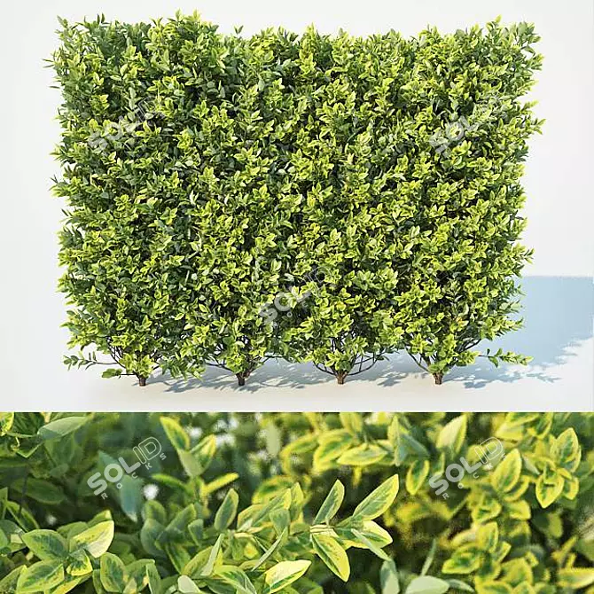 Versatile Ligustrum Hedge: Large & Modular 3D model image 1