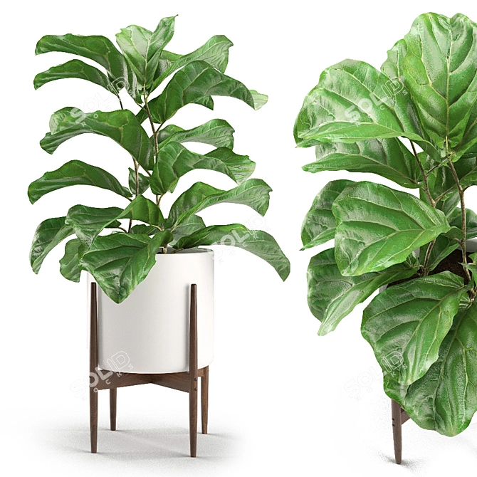 Tropical Statement: Ficus Lyrata Plant 3D model image 1