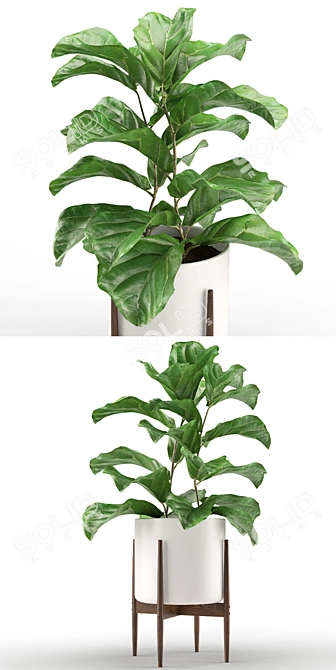 Tropical Statement: Ficus Lyrata Plant 3D model image 2