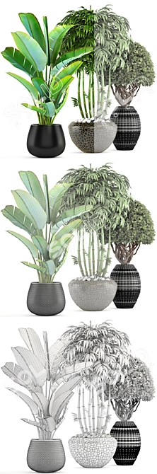 Exotic Bamboo and Topiary Collection 3D model image 3