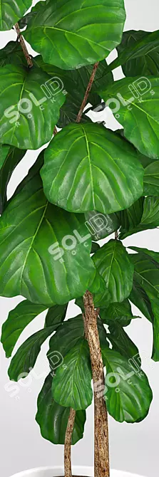 Lush Ficus Lyrata Tree: 3D Model 3D model image 2