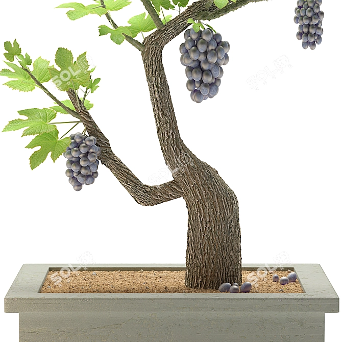 Grapes of Green: Indoor Plant 3D model image 2