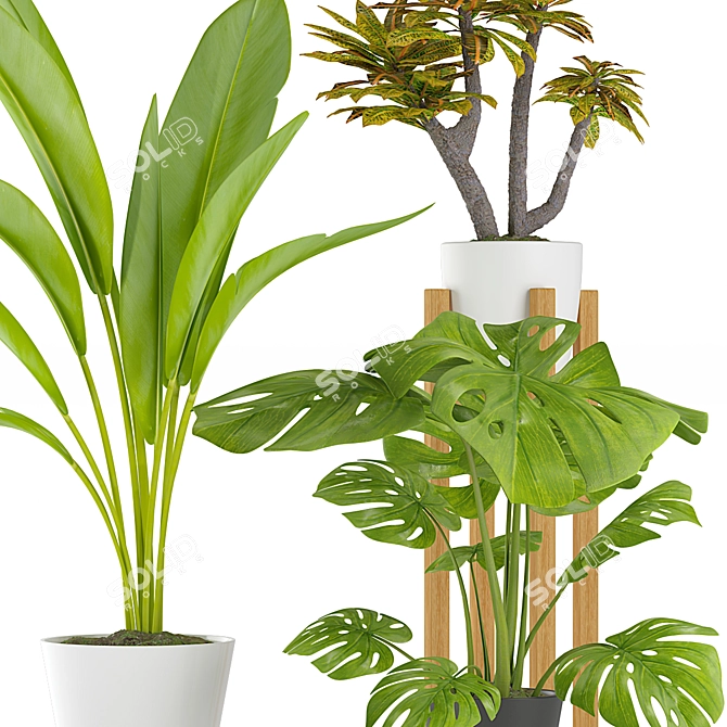 Tropical Plant Trio with Stylish Pots 3D model image 2